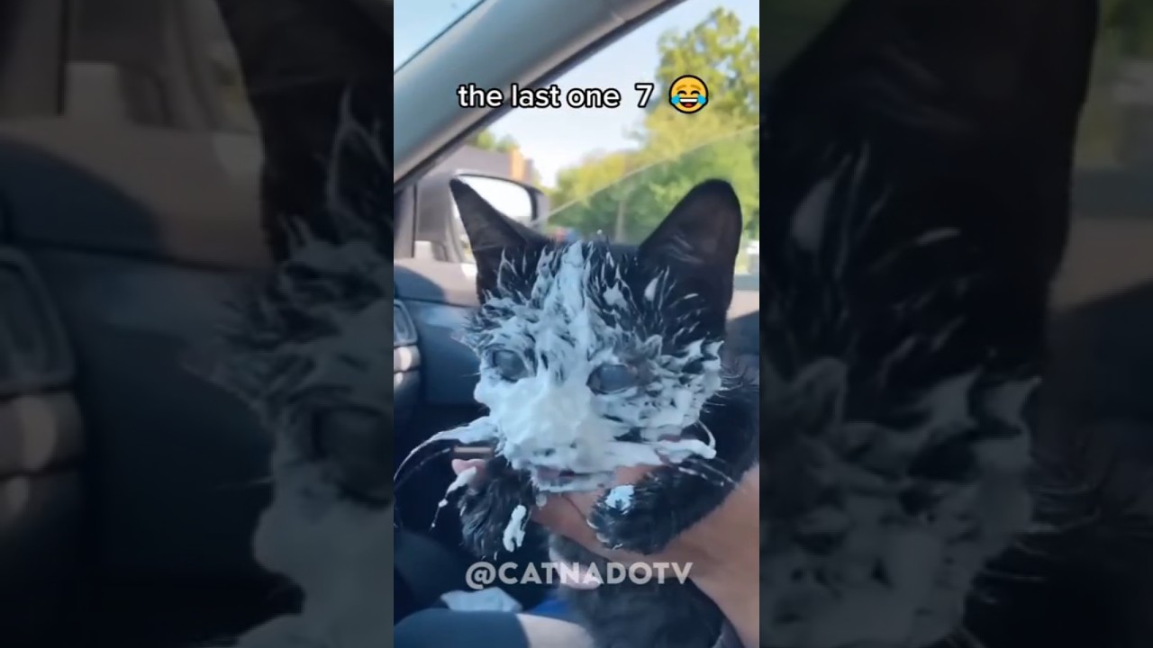 funny cat videos 😂😂😂