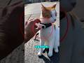 He Attached a Camera to a Cat The Footage Will Shock You‼️😱