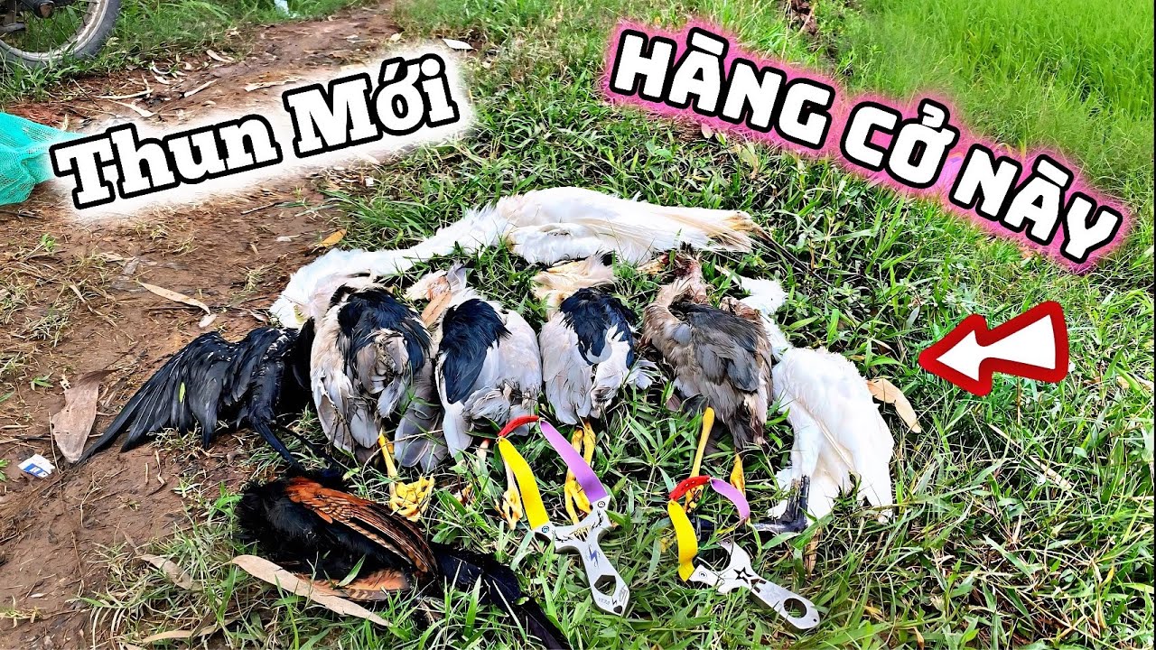 Dùng Thun Supper Hunter V2 Thử Sức Với 1 Đống Hàng Khủng || Tiến Đạt SlingShot