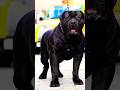 Puppy 🐕 Or Puppy Ke Papa 🐕🦺 #shorts #shortvideo #youtubeshorts