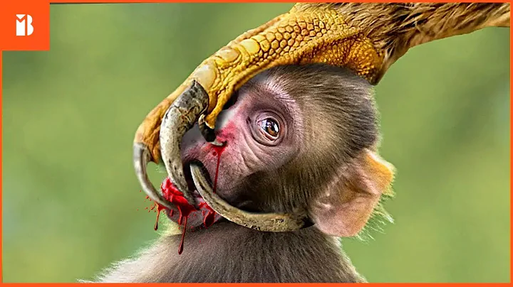 15 Most Amazing Eagle Attacks Ever Caught on Camera