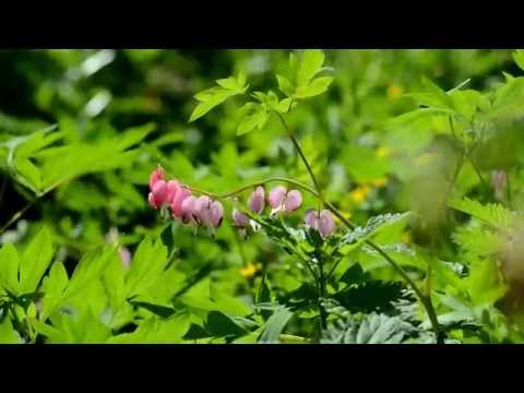 Video: Stabiloitujen Kukkien Käyttäminen Sisätiloissa