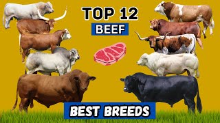 Top 12 Cattle Breeds That Redefine Meat Excellence! 🌟