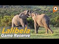 Lalibela Game Reserve Review Luxury Game Lodge In The Eastern Cape South Africa Lalibela Game Reserve Review Luxury Game Lodge In The Eastern Cape South Africa