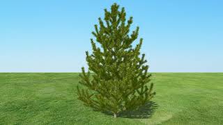 Growing Pine Tree