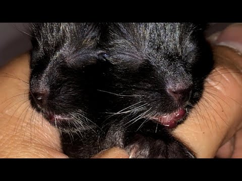 Video: Ups and Downs: Memahami Feline Diabetes