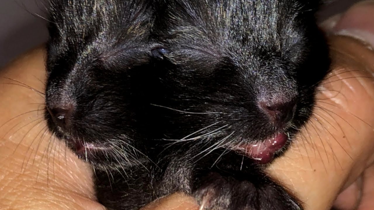 rekken Susteen Koppeling Duo the Kitten With 2 Faces Finds Forever Home With Vet - YouTube