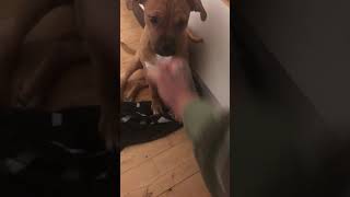 Staffordshire Bull Terrier