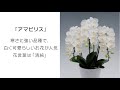 ミディ胡蝶蘭とは？大輪との違い、種類や選び方・育て方までご紹介