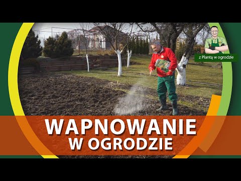 Wideo: Wapnowanie Gleby W Ogrodzie