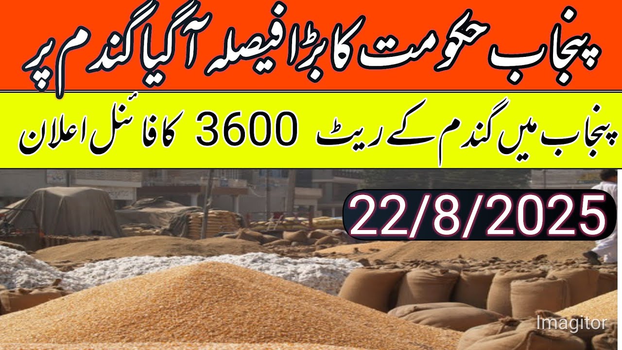 New wheat support price in Punjab pakistan/wheat price in Punjab 2025 ...