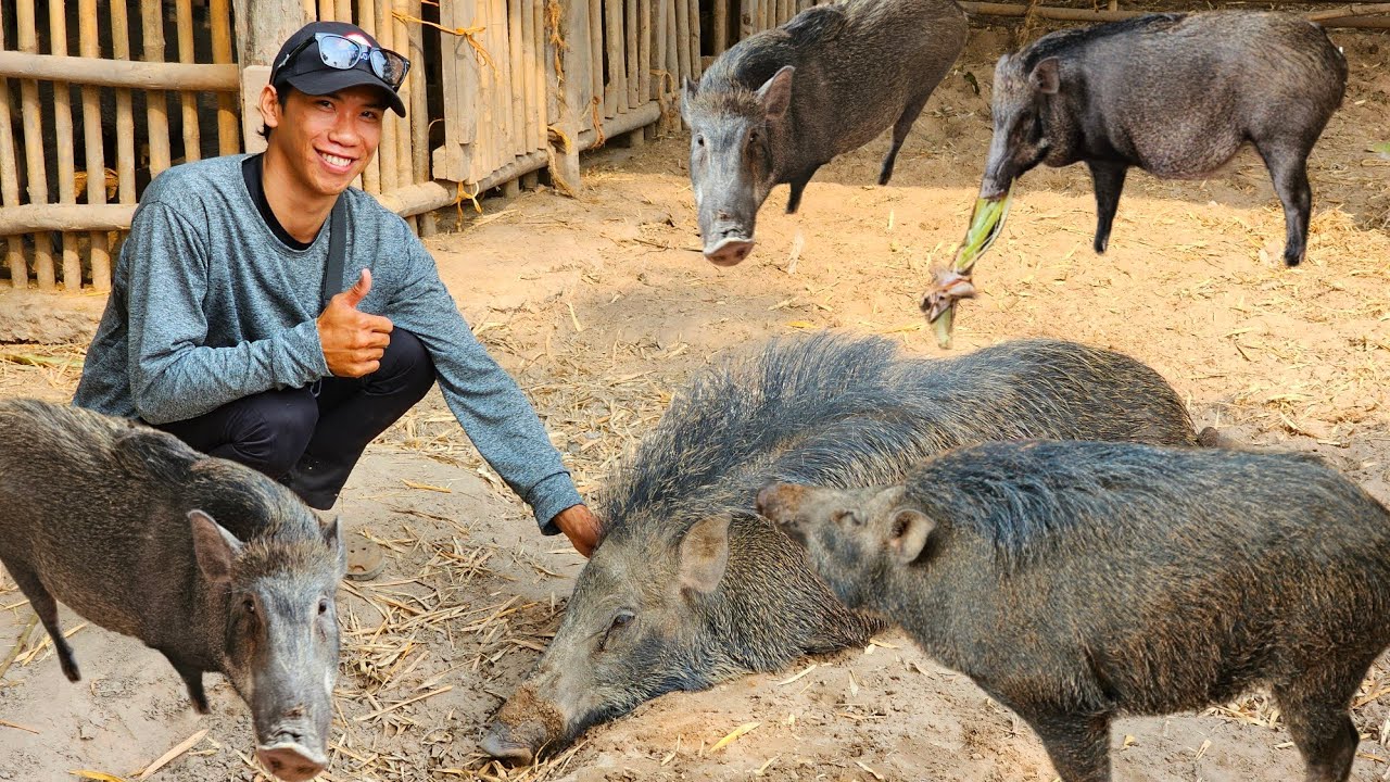 #เลี้ยงหมูป่าเลือดร้อยไม่ต้องห่วงเรื่องตลาดมีเท่าไหร่ก็ไม่พอขายแถมเลี้ยงง่ายแต่ใช้เวลา