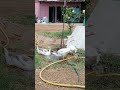 #duck femeli #trending vairal #shortvideo