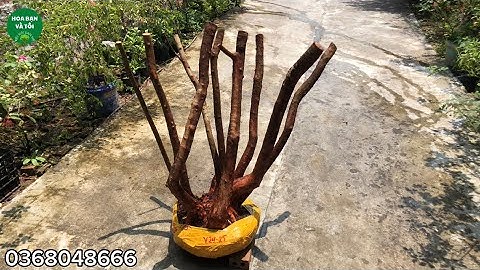 Bệ sim rừng 9 thân bầu to tán tròn