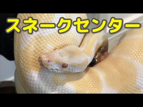 ボールパイソン バナナ ［東京スネークセンター］
