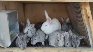 Разведение кроликов в домашних условиях(зимой)