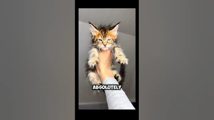 Watch the video about More facts about Mainecoons #cat #catbreed #kitten #mainecooncats #catshorts #cute #cattype #kitty