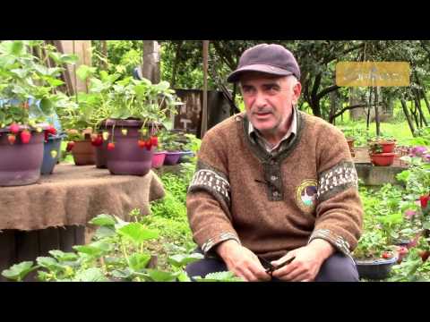 ვიდეო: როზმარინის მზარდი ბინაში: დარგვა, მოვლა და სხვა ნიუანსი