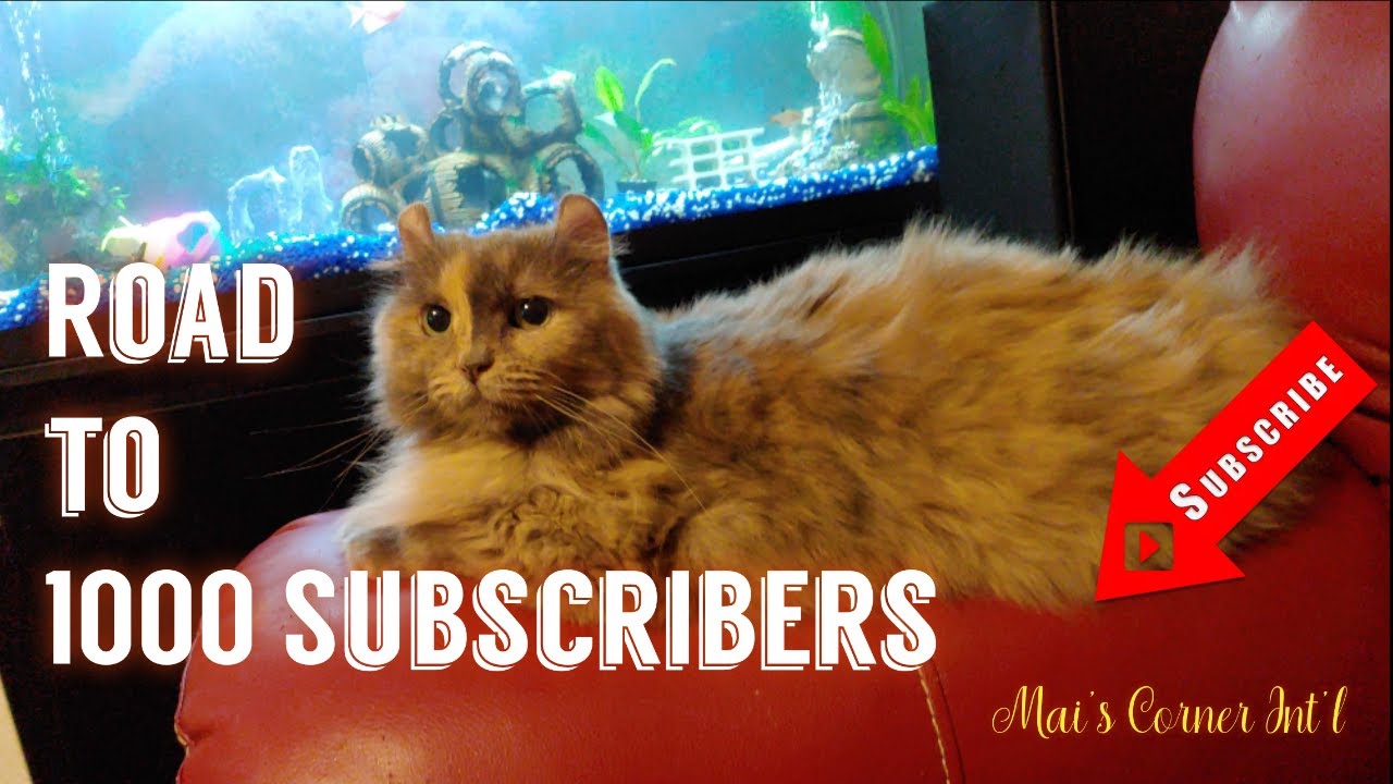Cat Vlog Road to 1000 Subcribers | Manx Cat | Mai's Corner