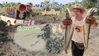 เหมาบ่อสูบปลา 3000 ทั้งปลาค้าว ทั้งปลาช่อน อัดกันอยู่ในบ่อเล็กๆ จับเกือบไม่ไหว เยอะเกินคาด