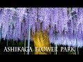 ASHIKAGA FLOWER PARK at Night 2021, Episode-2  "Nights of Lights". #Wisteria  #4K #あしかがフラワーパーク #藤