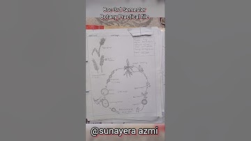 Bsc 3rd Semester Botany Practical Exam file #bsc #botanypracticalfile