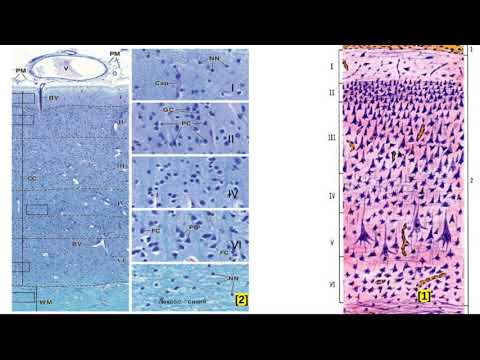 Пирамидные нейроны. Гистологическое строение коры больших полушарий.