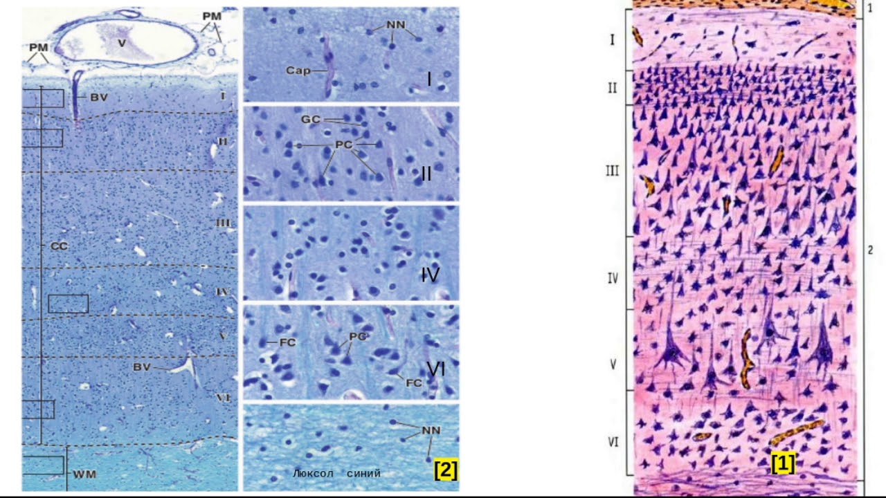 Слои клеток головного мозга. Цитоархитектоника коры головного мозга гистология препарат.