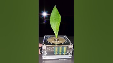 😍 Music Tesla Coil experiment #teslacoil #plant