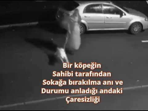 Video: İşte köpeğin neden onları hiç sarıldığını unutmak için