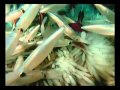 Les calmars the squids flv by naturalmysticlover