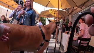 Cash 2.0 Great Dane in Beverly Hills 2023 (4 of 4)