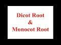 Dicot & Monocot Root