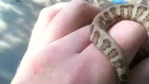 75% Irian Jaya Jaguar Carpet Python