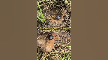 Ada lubang belut persis di belakangku,,#fishing #nature #mancingliar #nila
