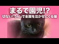 【しゃべる猫】こっちゃんの「うん」が切なすぎて泣いた😂