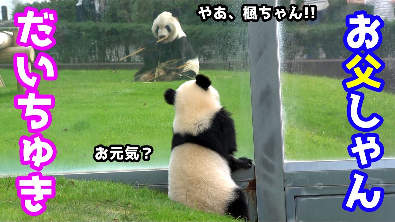 【親子の絆】楓浜が父に会いに行く姿を見て心がぽわ～んと温かくなった【赤ちゃんパンダ in アドベンチャーワールド】