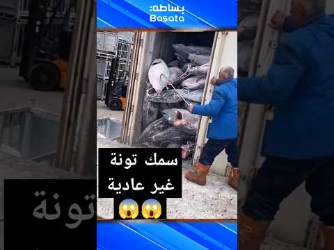 تجميد سمك التونة العنيدة