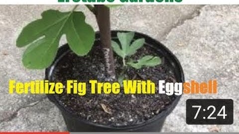 Fertilizing Fig Tree With Eggshell