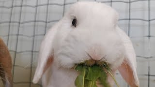 Rabbit Bliss: Dandelion Delight