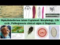 Diphyllobothrium Latum Explained Morphology Life Cycle Pathogenesis Clinical Signs Diagnosis Diphyllobothrium Latum Explained Morphology Life Cycle Pathogenesis Clinical Signs Diagnosis