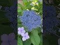 #アジサイ #紫陽花 #hydrangea #さいたま市緑区 2026. 6.17