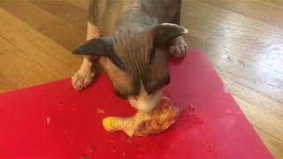 Sphynx eats Cornish Hen by grandepuce8 1,710 views 6 years ago 11 minutes, 18 seconds