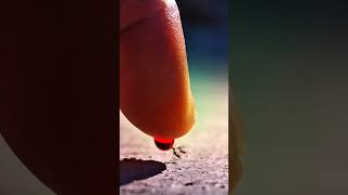 Sharing Red Liquid Sugar… These Ants Love It! #timelapse #amazing #shorts