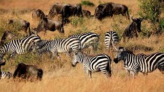 Zebra And Wildebeest Grazing During The Great Migration In The Mara Kenya.
