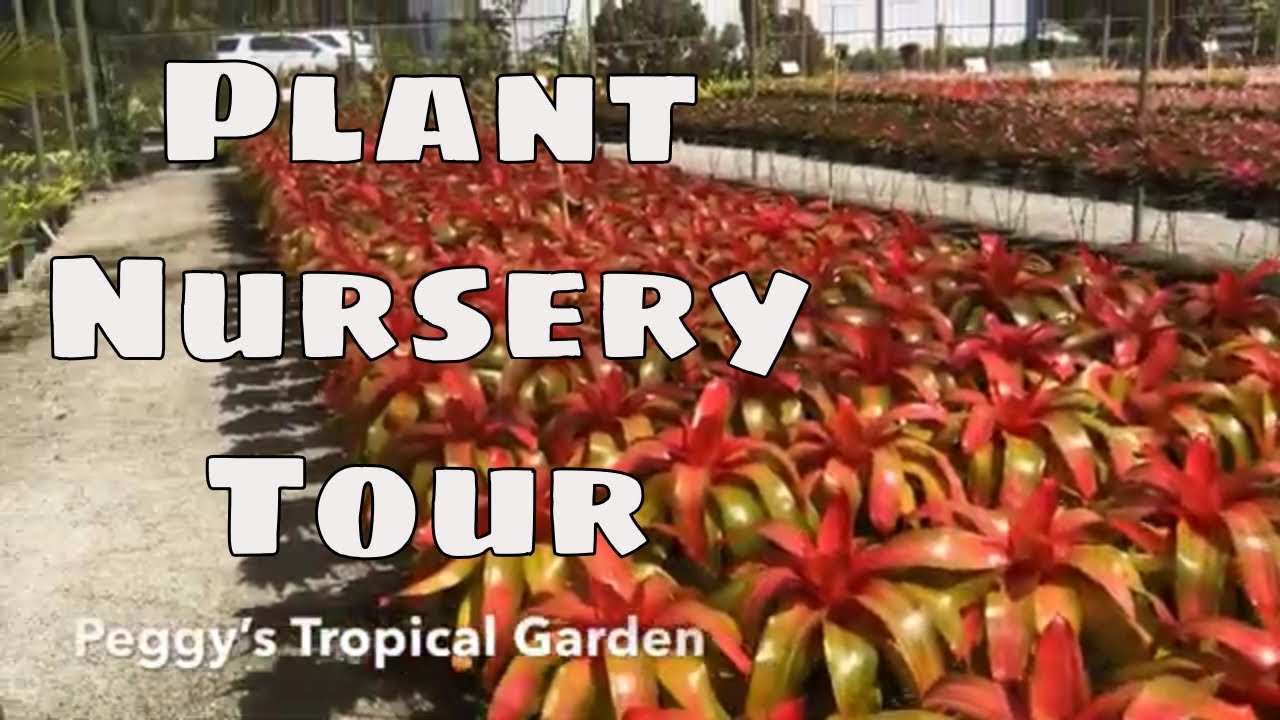South Florida Bromeliad Nursery Tour Tropical Succulent Plants South Florida Bromeliad Nursery Tour