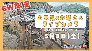 【LIVE】GW限定 🐵お天気×お猿さんライブカメラ🐵  ＜兵庫県 淡路島モンキーセンター＞2024年5月3日(金)