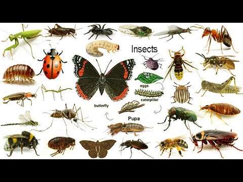 Insects Names, Meaning & Images | পোকামাকড়  | Insects Vocabulary | Necessary Vocabulary Tutorial