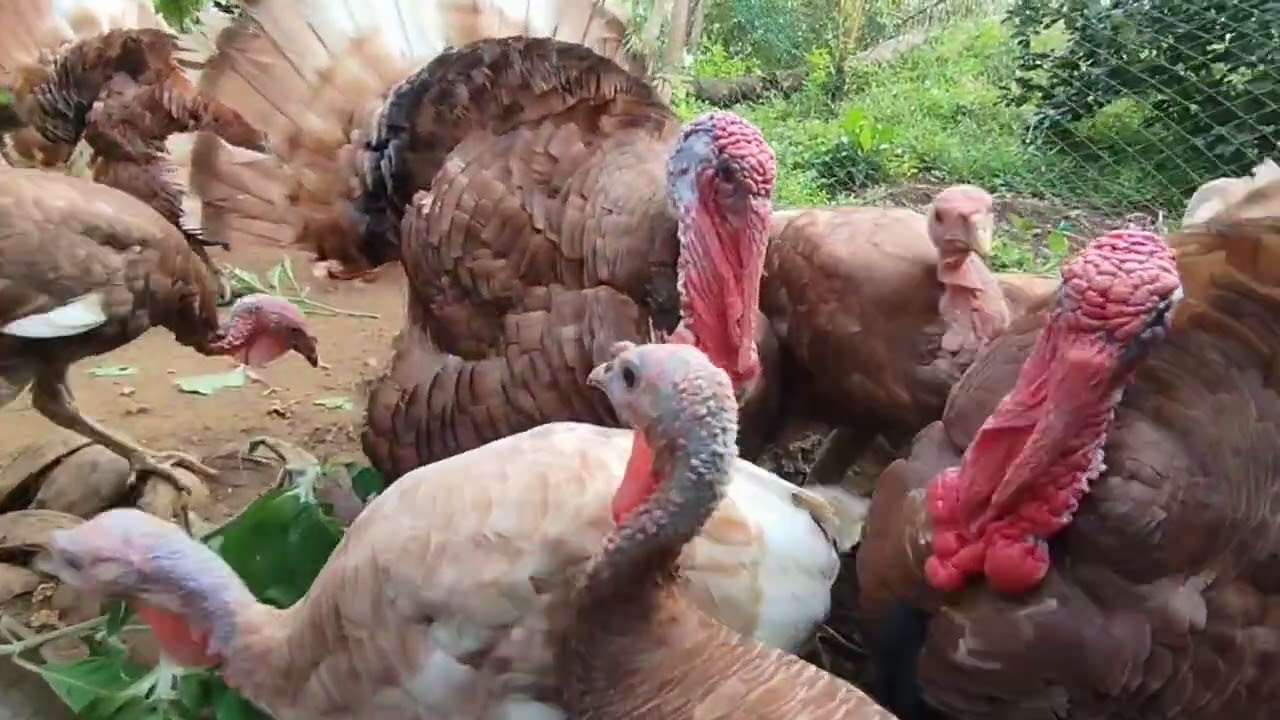 BOURBON RED TURKEY SA CALAUAG QUEZON PROVINCE | RANCHO VELASCO AGRIFARM