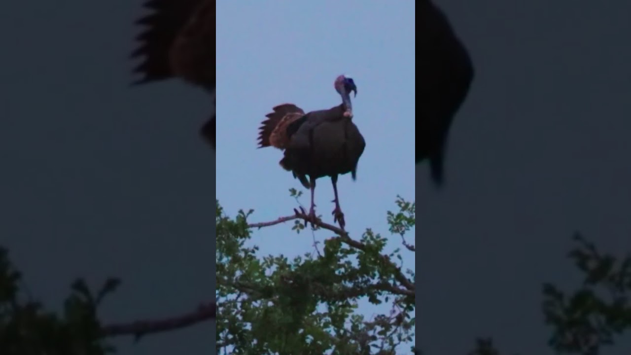 Слишком близко для комфорта | Охота на индейку 🦃